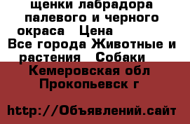 щенки лабрадора палевого и черного окраса › Цена ­ 30 000 - Все города Животные и растения » Собаки   . Кемеровская обл.,Прокопьевск г.